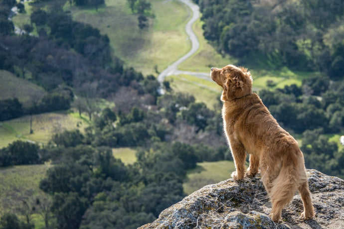 Safely Adventuring with Your Furry Friend: Essential Tips for Outdoor Adventures with Dogs