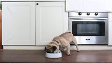 Load image into Gallery viewer, The foodsmart bowl - Digital feeder with smart weighing (small and medium dogs) - Aura Apex
